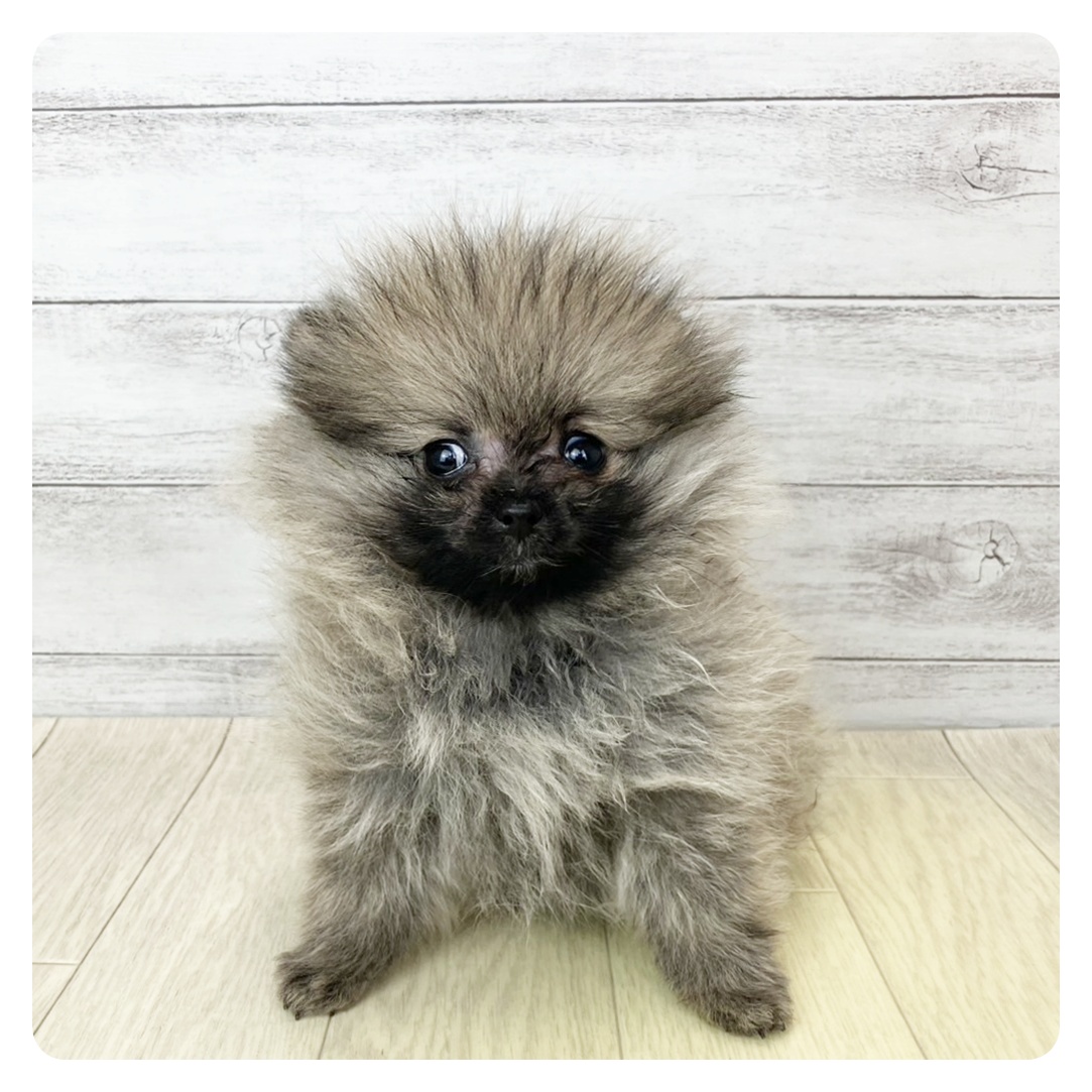 愛知県のポメラニアン (犬の家＆猫の里愛知刈谷店/2025年4月10日生まれ/女の子/ウルフセーブル)の子犬