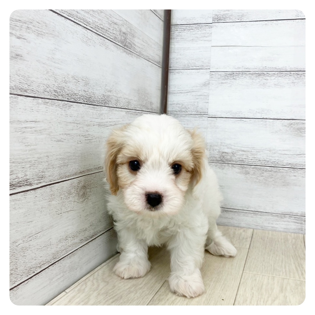石川県のハーフ犬・ミックス犬 (犬の家＆猫の里ペットワールドアミーゴ金沢有松店/2025年4月15日生まれ/男の子/クリームホワイト)の子犬