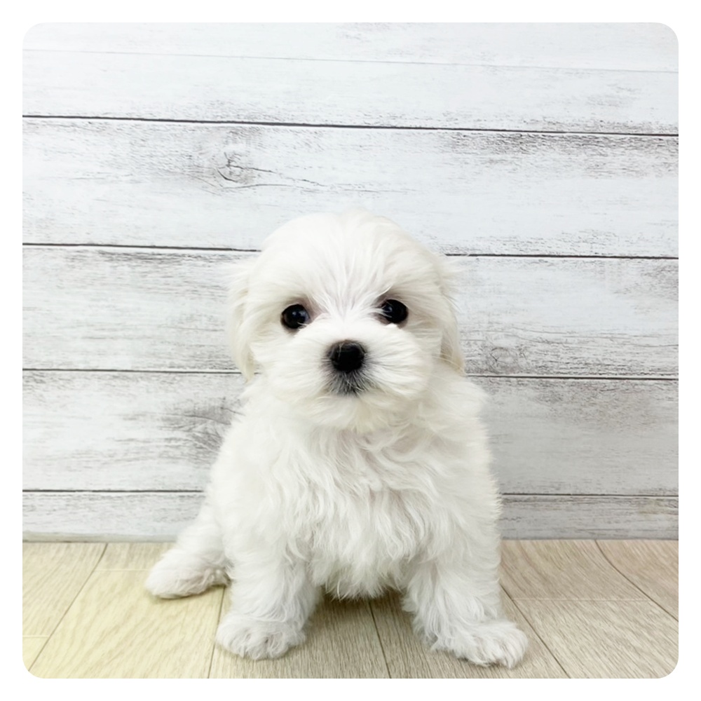 愛知県のマルチーズ (犬の家＆猫の里MiO香久山店/2025年4月20日生まれ/女の子/ホワイト)の子犬