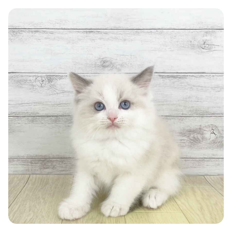 愛知県のラグドール (犬の家＆猫の里春日井本店/2025年4月23日生まれ/男の子/ブルーポイントバイカラー)の子猫