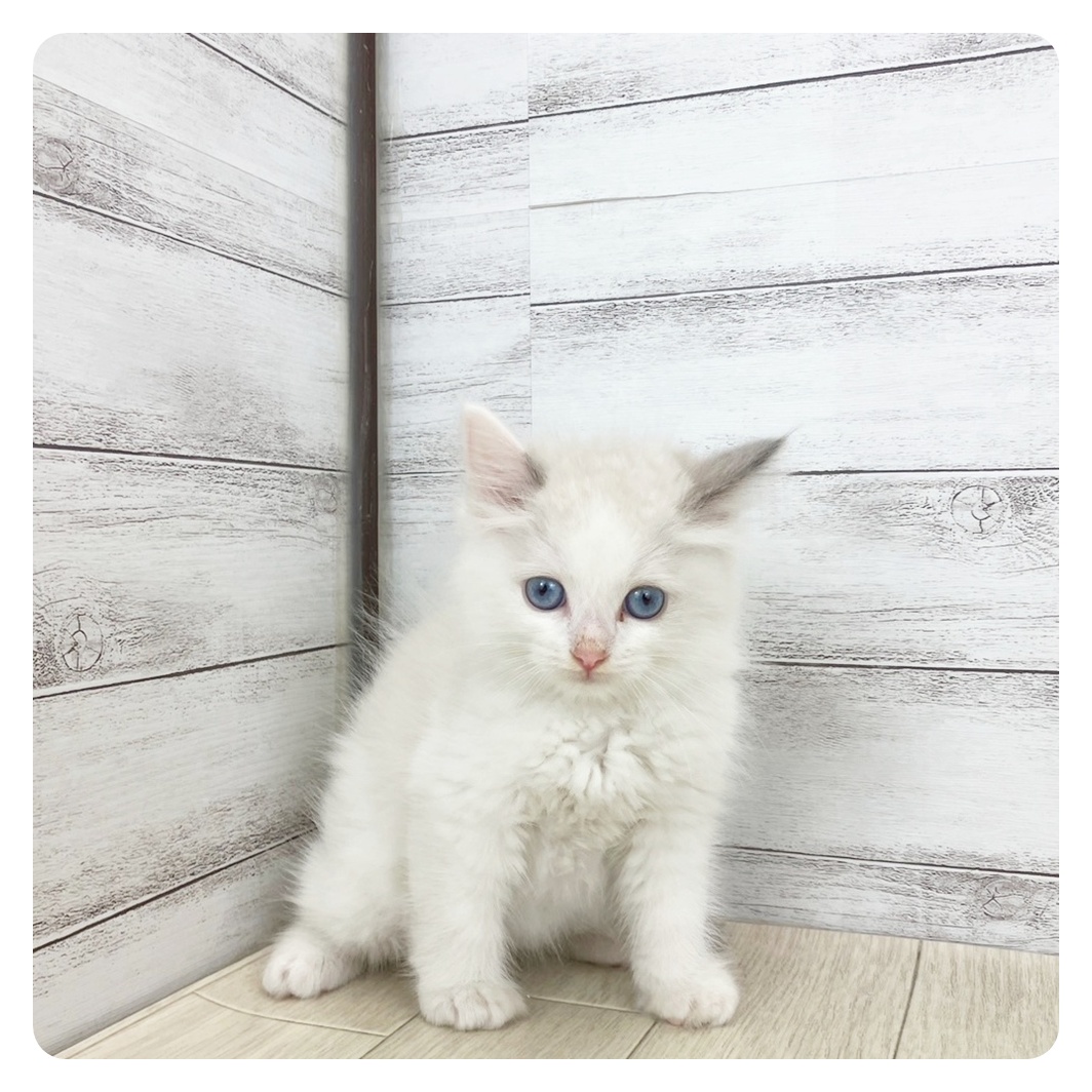 岐阜県のラグドール (犬の家＆猫の里岐南店/2025年4月21日生まれ/男の子/ブルーポイントバイカラー)の子猫