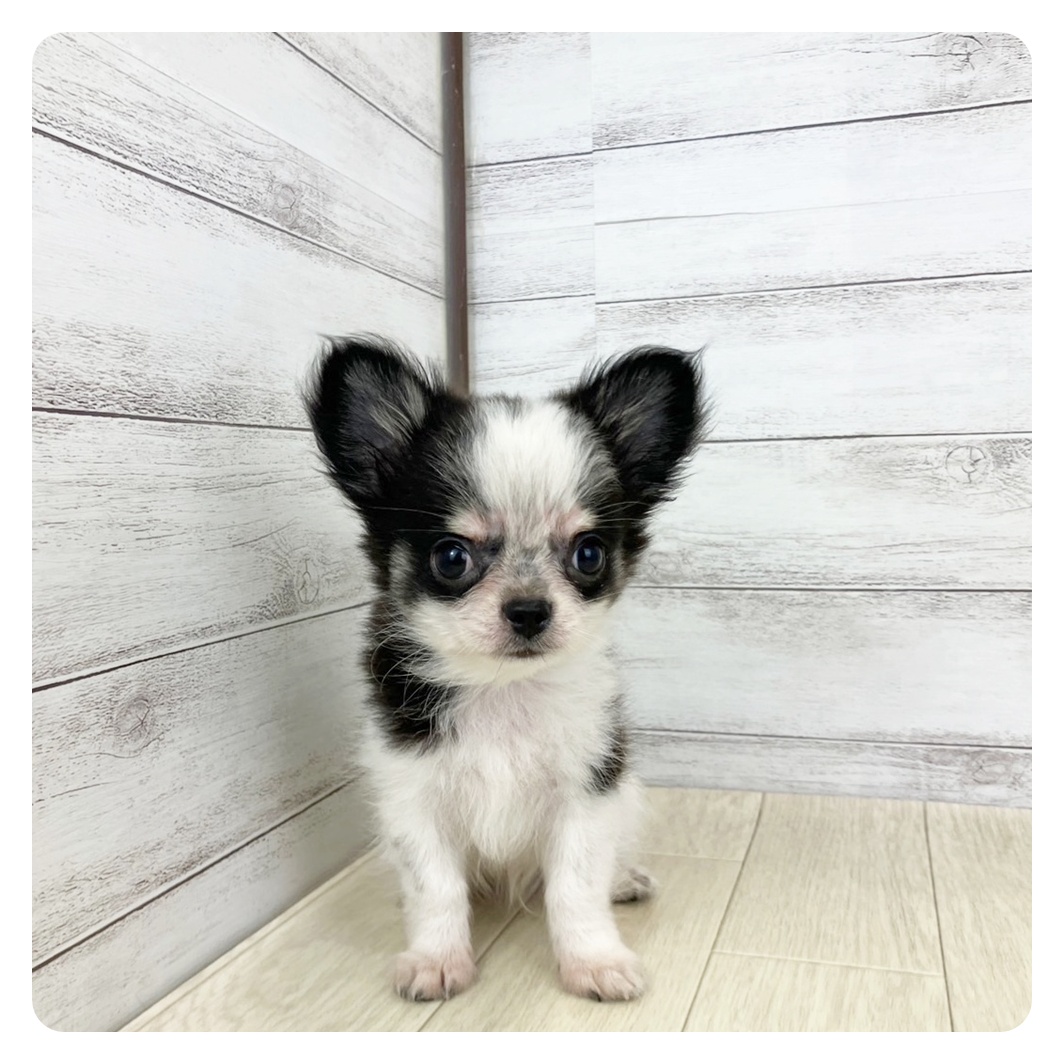 愛知県のチワワ(ロング) (犬の家＆猫の里春日井本店/2025年4月21日生まれ/男の子/ホワイトブラック)の子犬