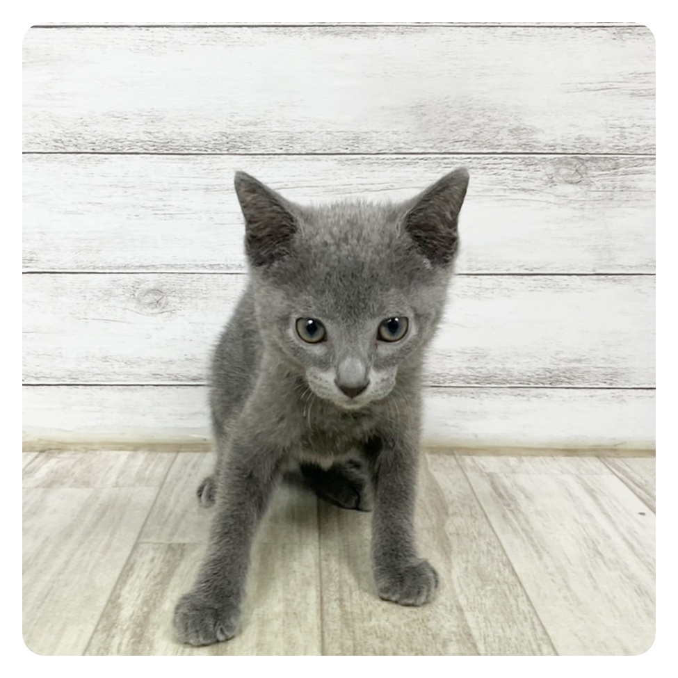 神奈川県のロシアンブルー (犬の家＆猫の里小田原店/2025年5月5日生まれ/男の子/ブルー)の子猫の2枚目の画像