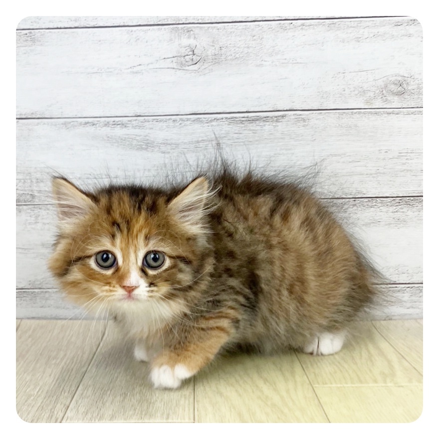兵庫県のサイベリアン (犬の家＆猫の里ニッケパークタウン加古川店/2025年4月30日生まれ/女の子/ブラウンパッチドタビーホワイト)の子猫の3枚目の画像