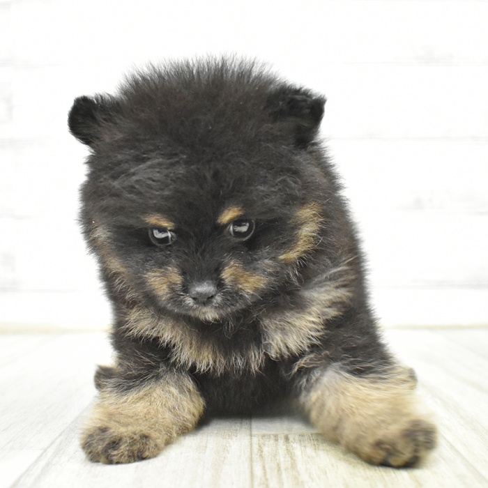 神奈川県のポメラニアン (犬の家＆猫の里モザイクモール港北店/2025年5月12日生まれ/男の子/ブラックタン)の子犬の2枚目の画像
