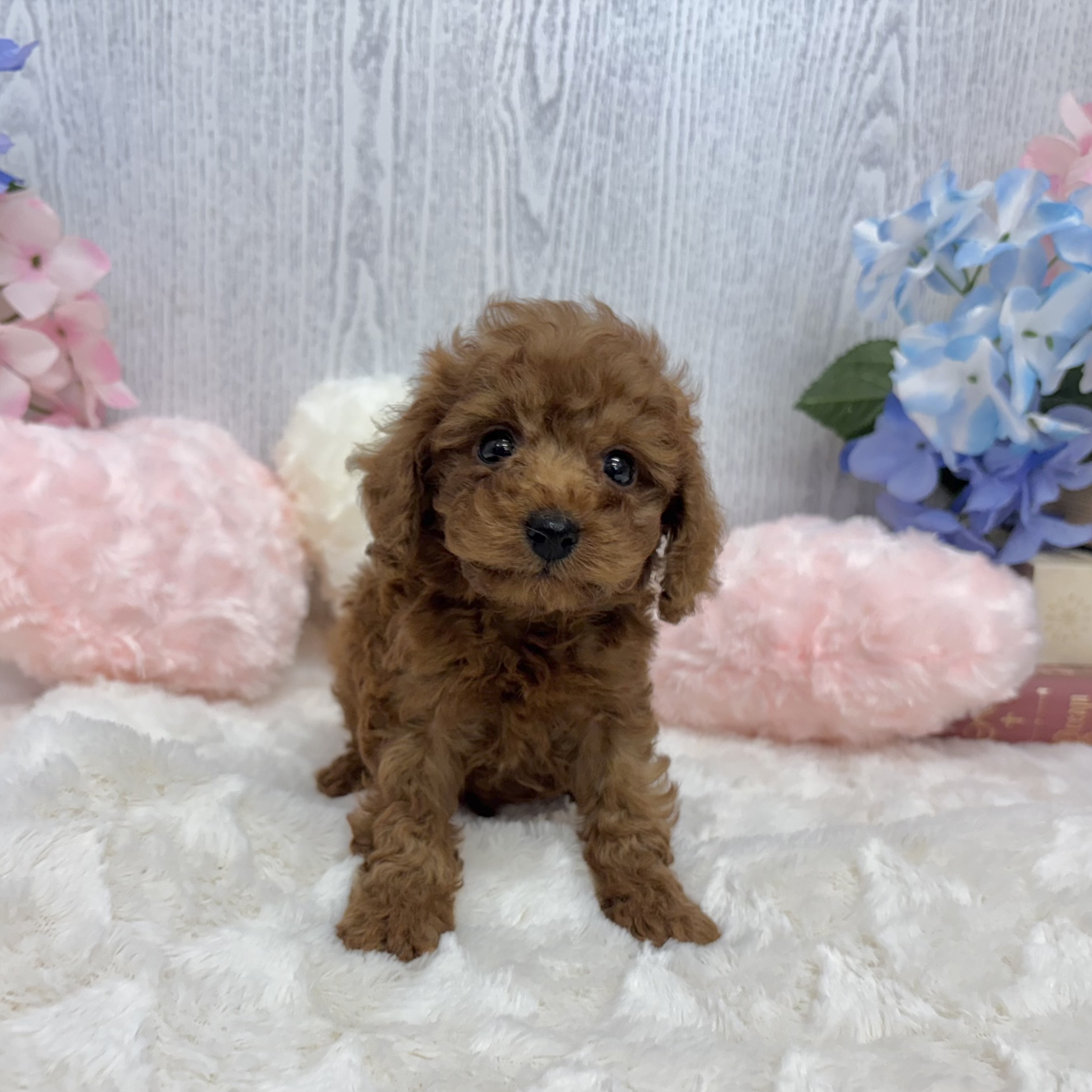 神奈川県のトイプードル(トイ) (犬の家＆猫の里相模原店/2025年5月12日生まれ/男の子/レッド)の子犬の4枚目の画像