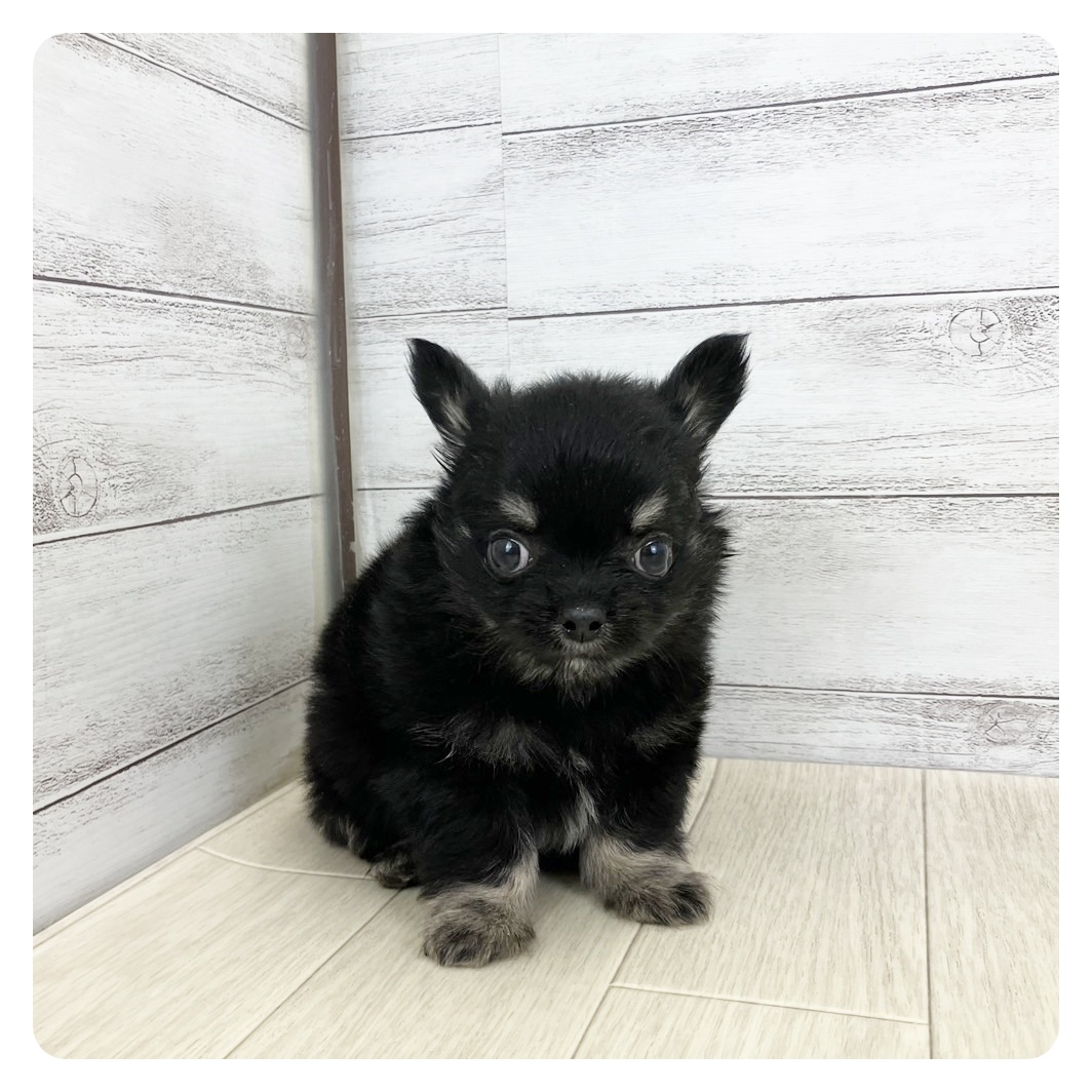 愛知県のチワワ(ロング) (犬の家＆猫の里MEGAドン・キホーテ東海名和店/2025年5月13日生まれ/男の子/ブラックタン)の子犬の2枚目の画像