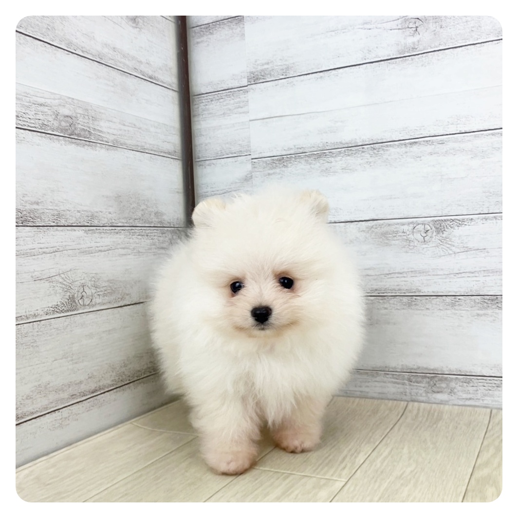 愛知県のポメラニアン (犬の家＆猫の里MiO香久山店/2025年5月14日生まれ/男の子/クリーム)の子犬の4枚目の画像
