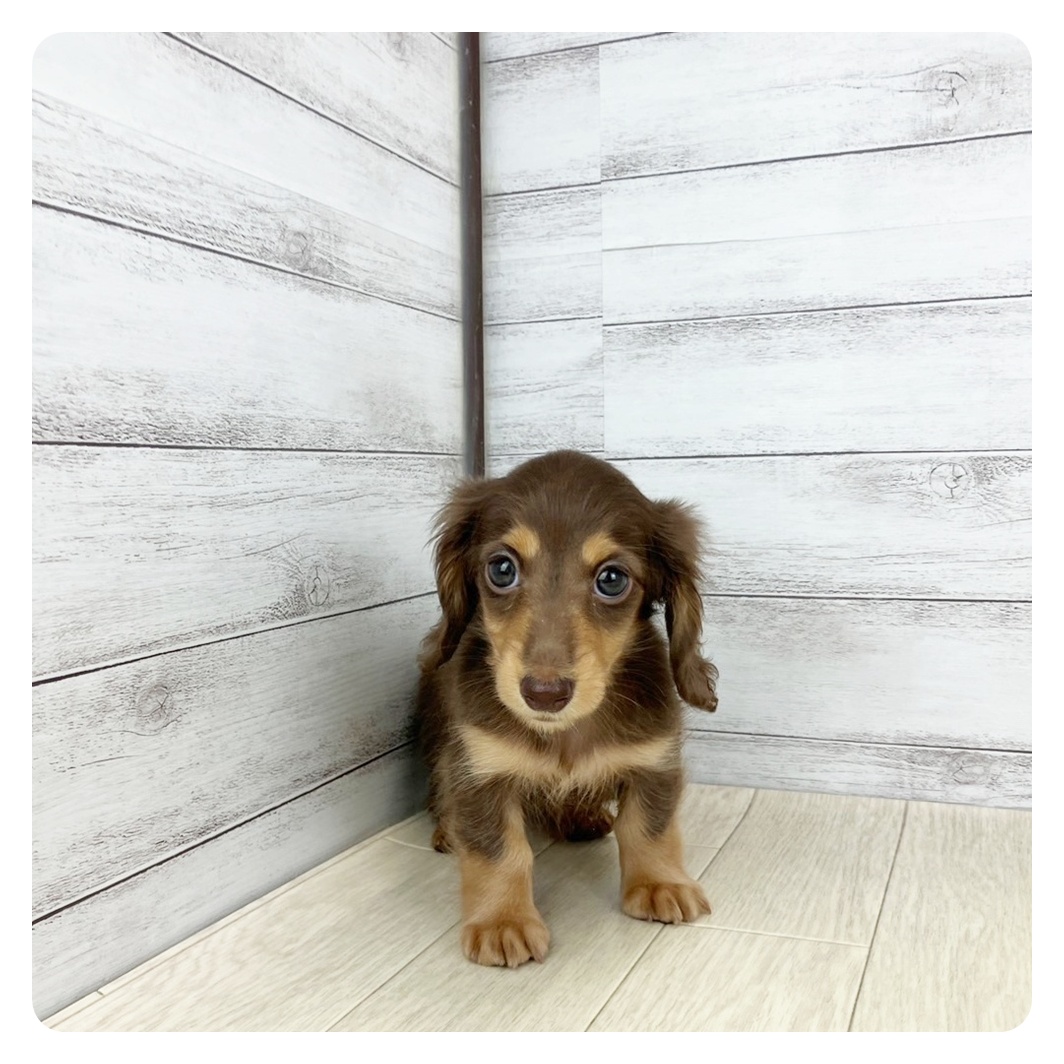 石川県のカニンヘンダックスフンド(ロング) (犬の家＆猫の里アミーゴ金沢有松店/2025年5月14日生まれ/女の子/チョコレートタン)の子犬の2枚目の画像