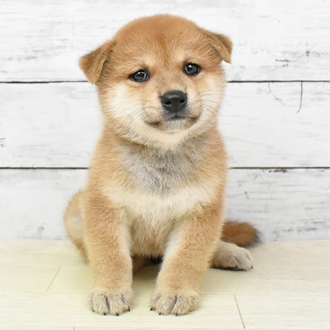兵庫県の柴犬(標準サイズ) (犬の家＆猫の里川西店/2025年5月15日生まれ/女の子/赤)の子犬の2枚目の画像
