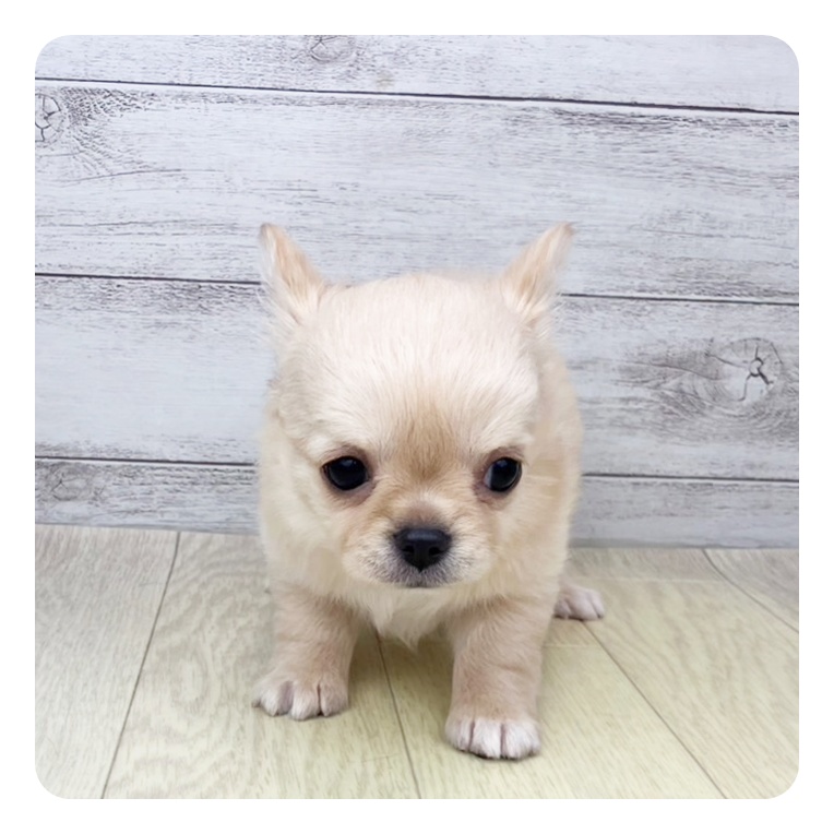 愛知県のチワワ(ロング) (犬の家＆猫の里春日井本店/2025年5月15日生まれ/男の子/クリーム)の子犬の3枚目の画像