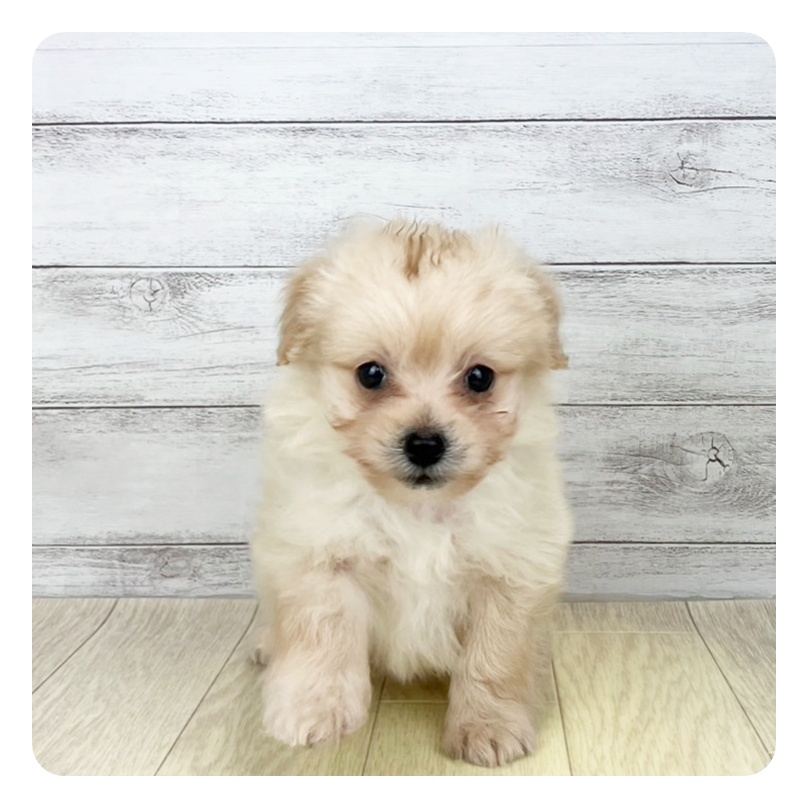 岐阜県のポメプー(ポメラニアン×プードル) (犬の家＆猫の里カラフルタウン岐阜店/2025年5月16日生まれ/男の子/クリーム)の子犬の2枚目の画像