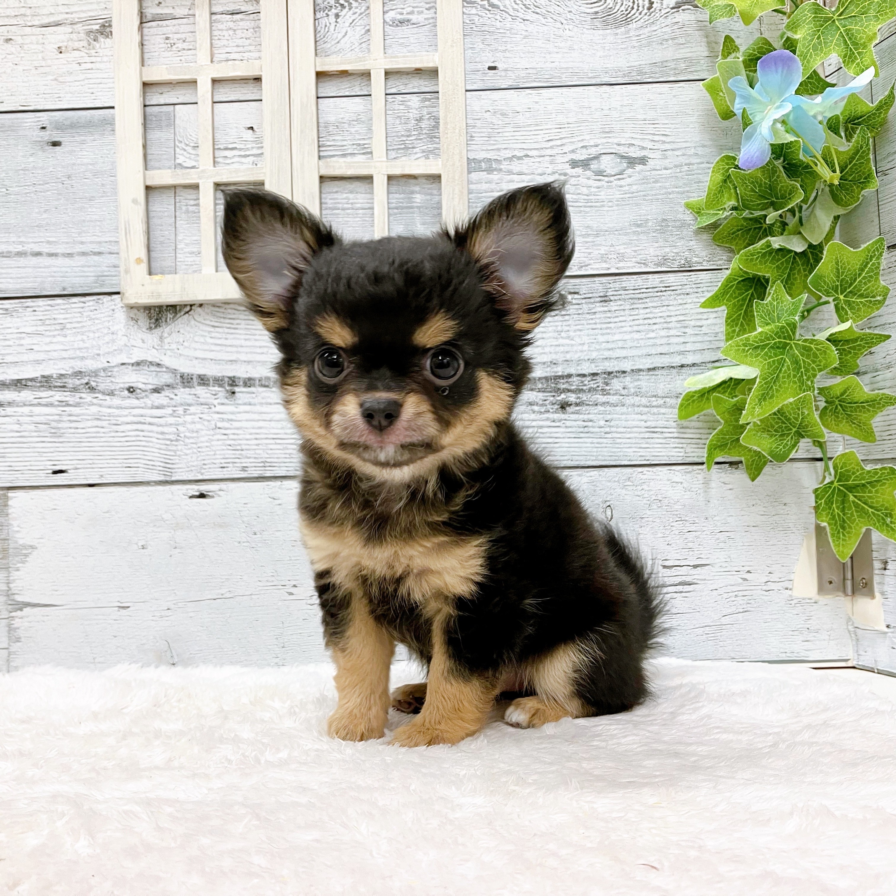 石川県のチワワ(ロング) (犬の家＆猫の里アミーゴ金沢おこばた店/2025年5月15日生まれ/女の子/ブラックタン)の子犬の1枚目の画像
