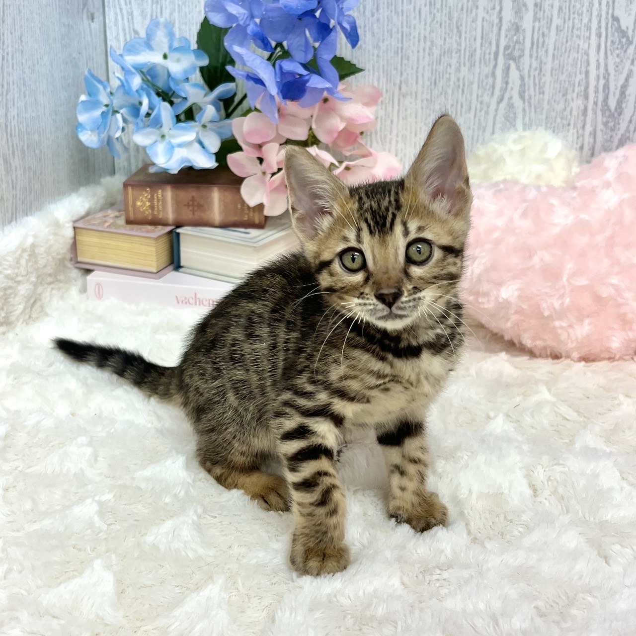 神奈川県のベンガル (犬の家＆猫の里相模原店/2025年5月15日生まれ/女の子/ブラウンスポットタビー)の子猫の4枚目の画像