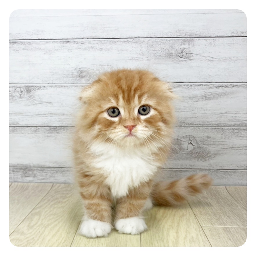 富山県のスコティッシュフォールド (犬の家＆猫の里アミーゴ高岡蓮花寺店/2025年5月15日生まれ/女の子/レッドタビーホワイト)の子猫の2枚目の画像