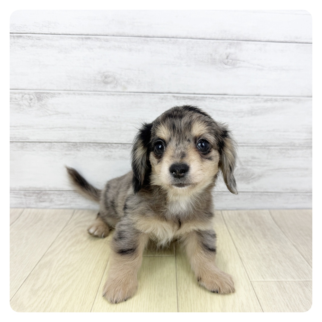 愛知県のチワックス(チワワ×ダックス) (犬の家＆猫の里アミーゴ神の倉店/2025年5月13日生まれ/男の子/シルバーダップル)の子犬の3枚目の画像