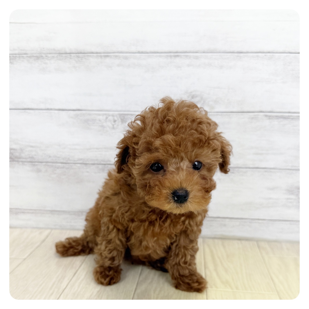 富山県のトイプードル(トイ) (犬の家＆猫の里アミーゴ山室店/2025年5月14日生まれ/男の子/レッドフォーン)の子犬の1枚目の画像