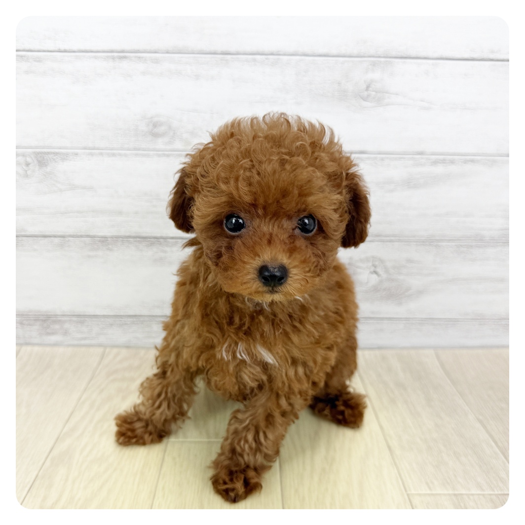 富山県のトイプードル(トイ) (犬の家＆猫の里富山店/2025年5月15日生まれ/男の子/レッドフォーン)の子犬