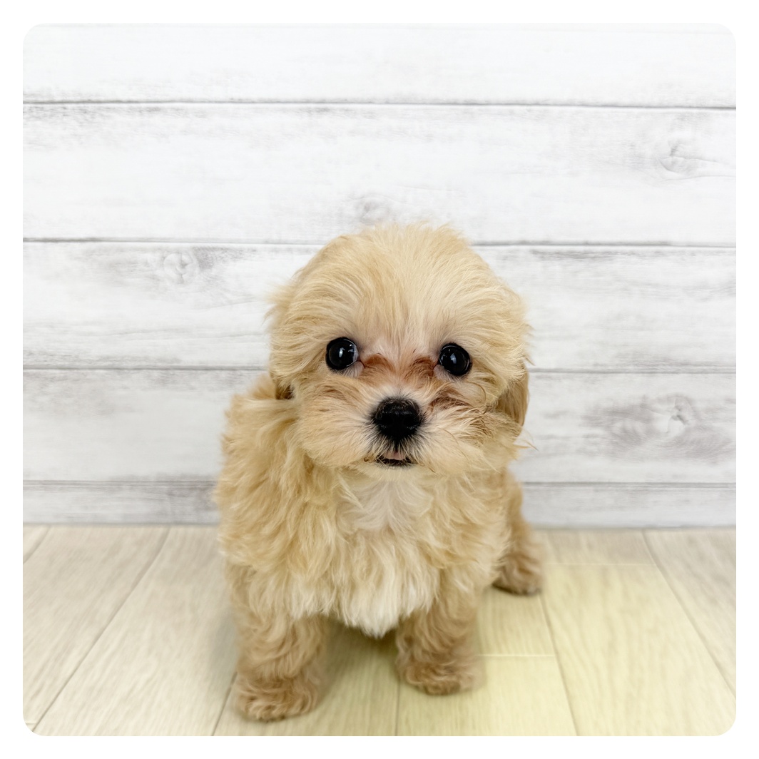 ハーフ犬女の子の写真