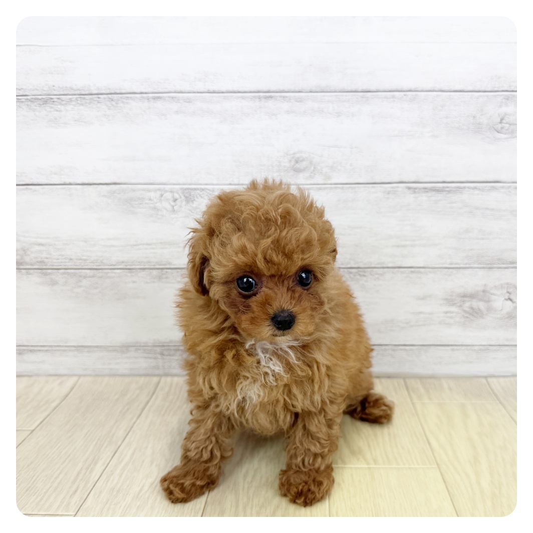 岡山県のトイプードル(トイ) (犬の家＆猫の里倉敷店/2025年5月17日生まれ/女の子/レッドフォーン)の子犬