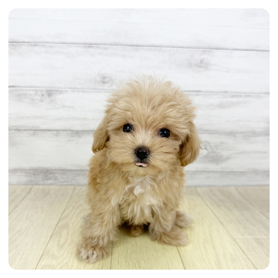 福井県のマルプー(マルチーズ×プードル) (犬の家＆猫の里アミーゴ福井大和田店/2025年5月16日生まれ/女の子/アプリコット)の子犬の4枚目の画像