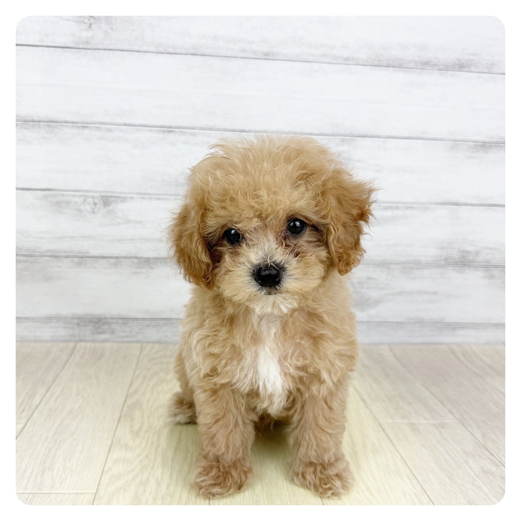 愛知県のマルプー(マルチーズ×プードル) (犬の家＆猫の里岡崎店/2025年5月16日生まれ/男の子/アプリコット)の子犬の3枚目の画像