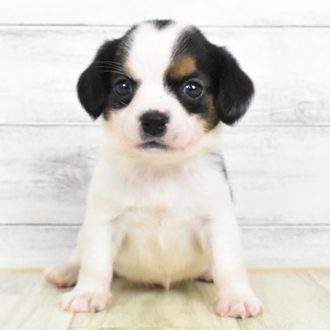 兵庫県のハーフ犬・ミックス犬 (犬の家＆猫の里川西店/2025年5月16日生まれ/女の子/トライカラー)の子犬