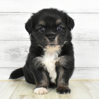 兵庫県のハーフ犬・ミックス犬 (犬の家＆猫の里川西店/2025年5月16日生まれ/男の子/ブラックタン)の子犬