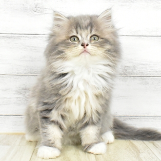 岡山県のサイベリアン (犬の家＆猫の里倉敷店/2025年5月12日生まれ/女の子/ブルータビーホワイト)の子猫