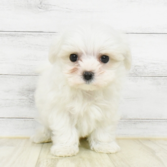 岡山県のマルチーズ (犬の家＆猫の里倉敷店/2025年5月17日生まれ/男の子/ホワイト)の子犬