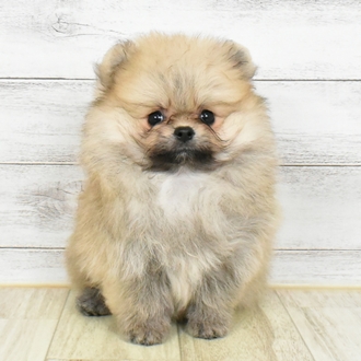大阪府のポメラニアン (犬の家＆猫の里もりのみやキューズモールBASE店/2025年5月15日生まれ/男の子/オレンジセーブル)の子犬の2枚目の画像