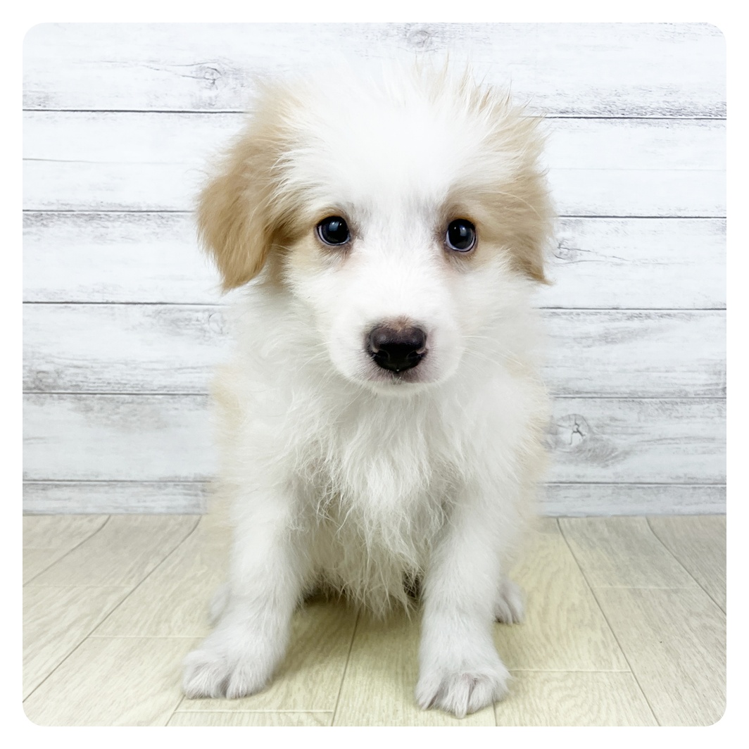 愛知県のボーダーコリー (犬の家＆猫の里岡崎店/2025年5月18日生まれ/男の子/クリームホワイト)の子犬の3枚目の画像