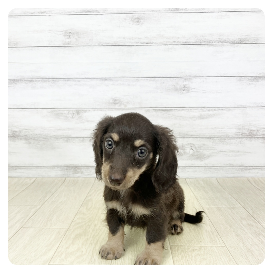 神奈川県のミニチュアダックスフンド(ロング) (犬の家＆猫の里モザイクモール港北店/2025年5月17日生まれ/女の子/チョコレートタン)の子犬の2枚目の画像