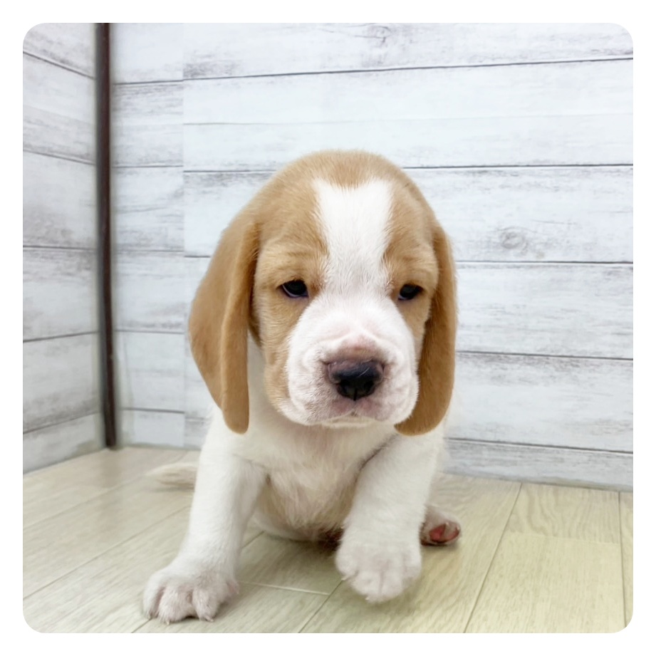愛知県のビーグル (犬の家＆猫の里七宝店/2025年5月17日生まれ/男の子/レモンホワイト)の子犬の4枚目の画像