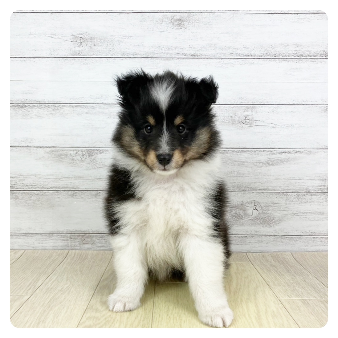 愛知県のシェットランドシープドッグ (犬の家＆猫の里MEGAドン・キホーテ東海名和店/2025年5月17日生まれ/男の子/ブラックホワイトタン)の子犬の4枚目の画像