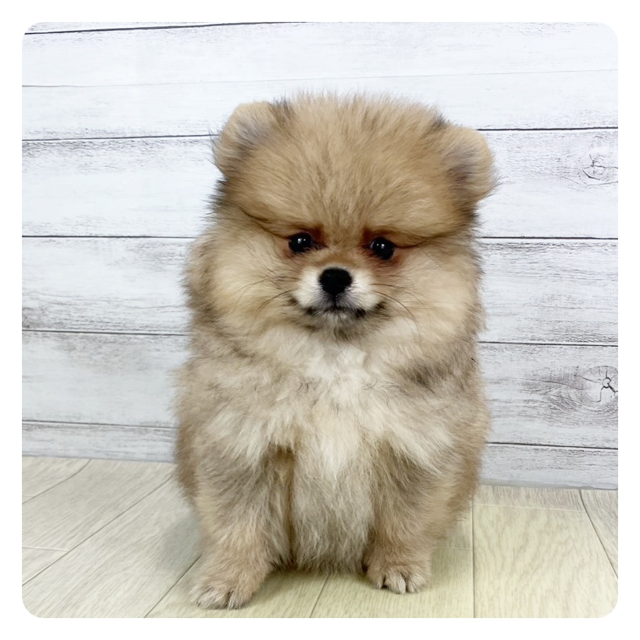 愛知県のポメラニアン (犬の家＆猫の里豊田店/2025年5月14日生まれ/女の子/オレンジ)の子犬の4枚目の画像
