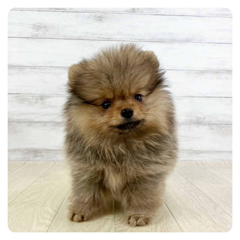 愛知県のポメラニアン (犬の家＆猫の里エアポートウォーク店/2025年5月14日生まれ/女の子/オレンジセーブル)の子犬の3枚目の画像