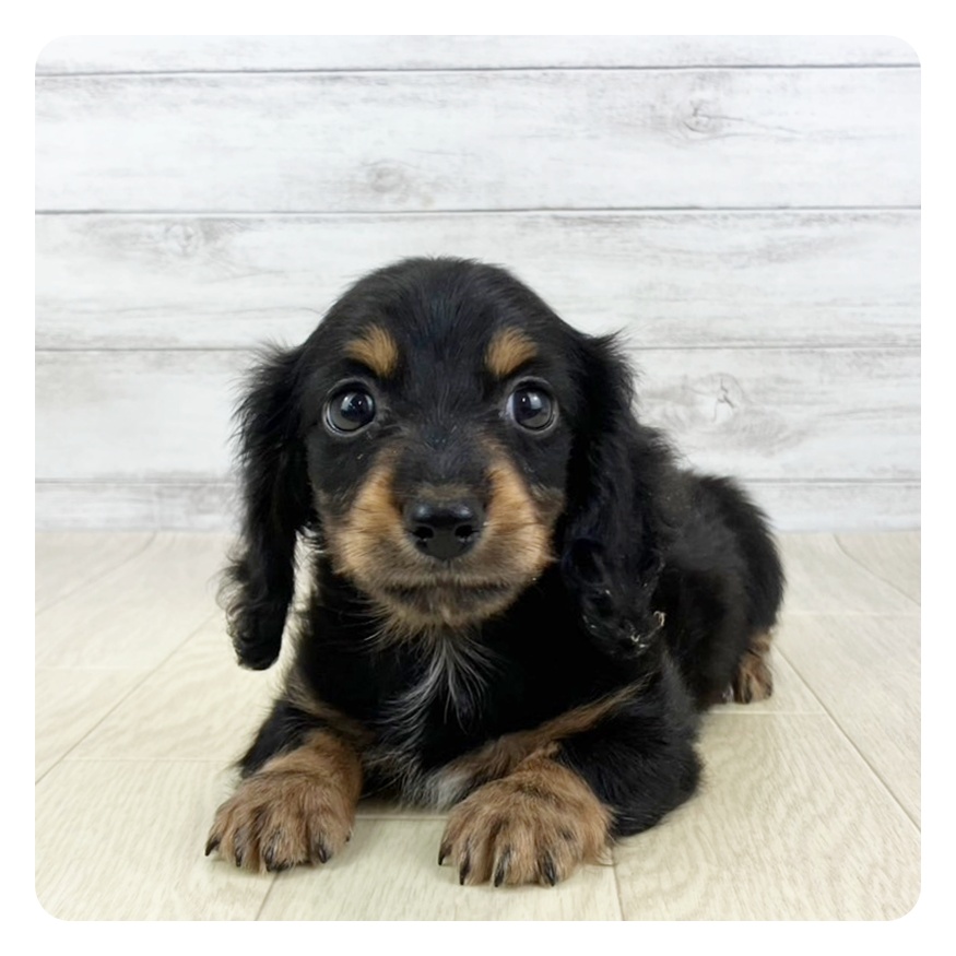福井県のミニチュアダックスフンド(ロング) (犬の家＆猫の里アミーゴ福井店/2025年5月7日生まれ/男の子/ブラックタン)の子犬