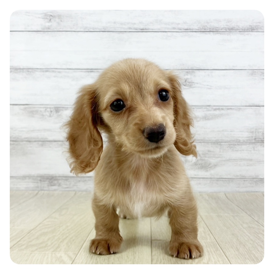愛知県のミニチュアダックスフンド(ロング) (犬の家＆猫の里愛知刈谷店/2025年5月7日生まれ/女の子/イエロー)の子犬