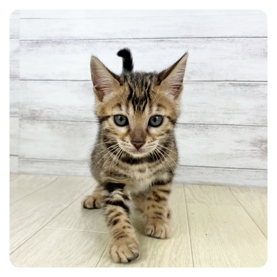 大阪府のベンガル (犬の家＆猫の里吹田店/2025年5月13日生まれ/女の子/ブラウンスポットタビー)の子猫