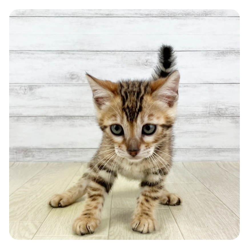 兵庫県のベンガル (犬の家＆猫の里尼崎店/2025年5月13日生まれ/女の子/ブラウンスポットタビー)の子猫