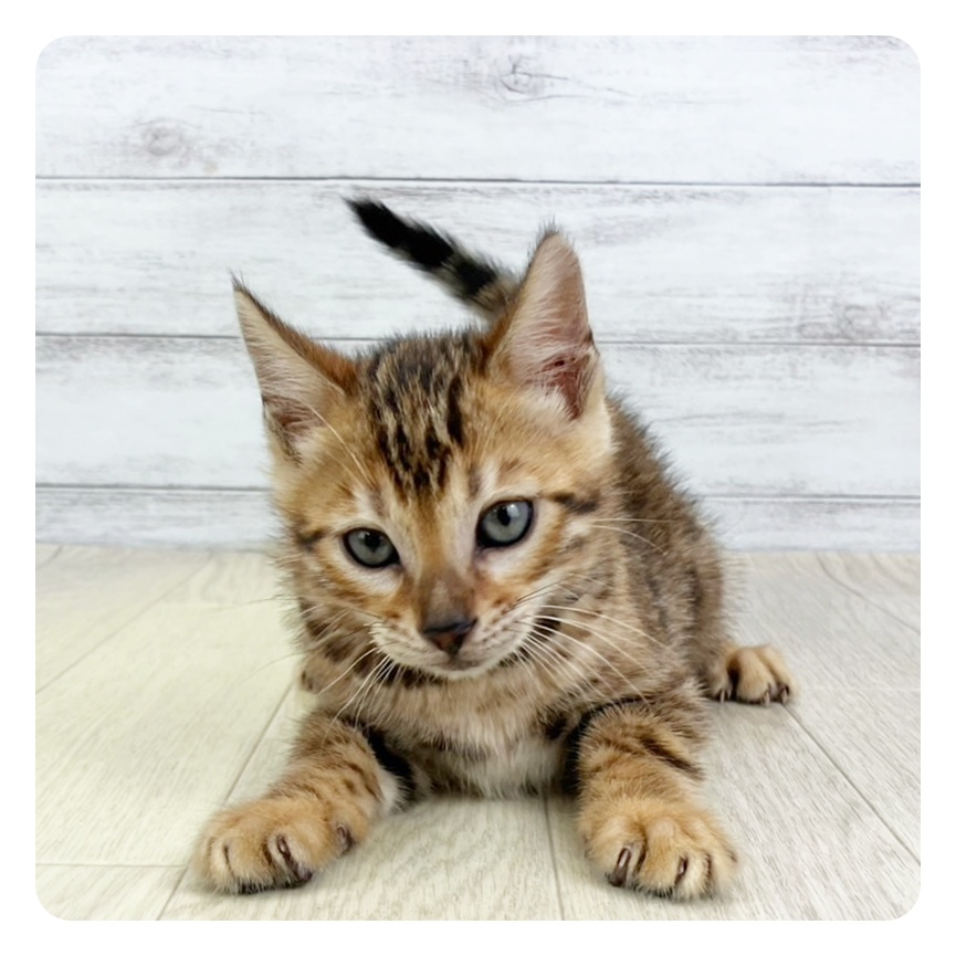 兵庫県のベンガル (犬の家＆猫の里カナート西神戸店/2025年5月13日生まれ/女の子/ブラウンスポットタビー)の子猫