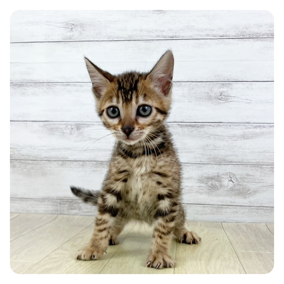 京都府のベンガル (犬の家＆猫の里京都樟葉店/2025年5月13日生まれ/女の子/ブラウンスポットタビー)の子猫