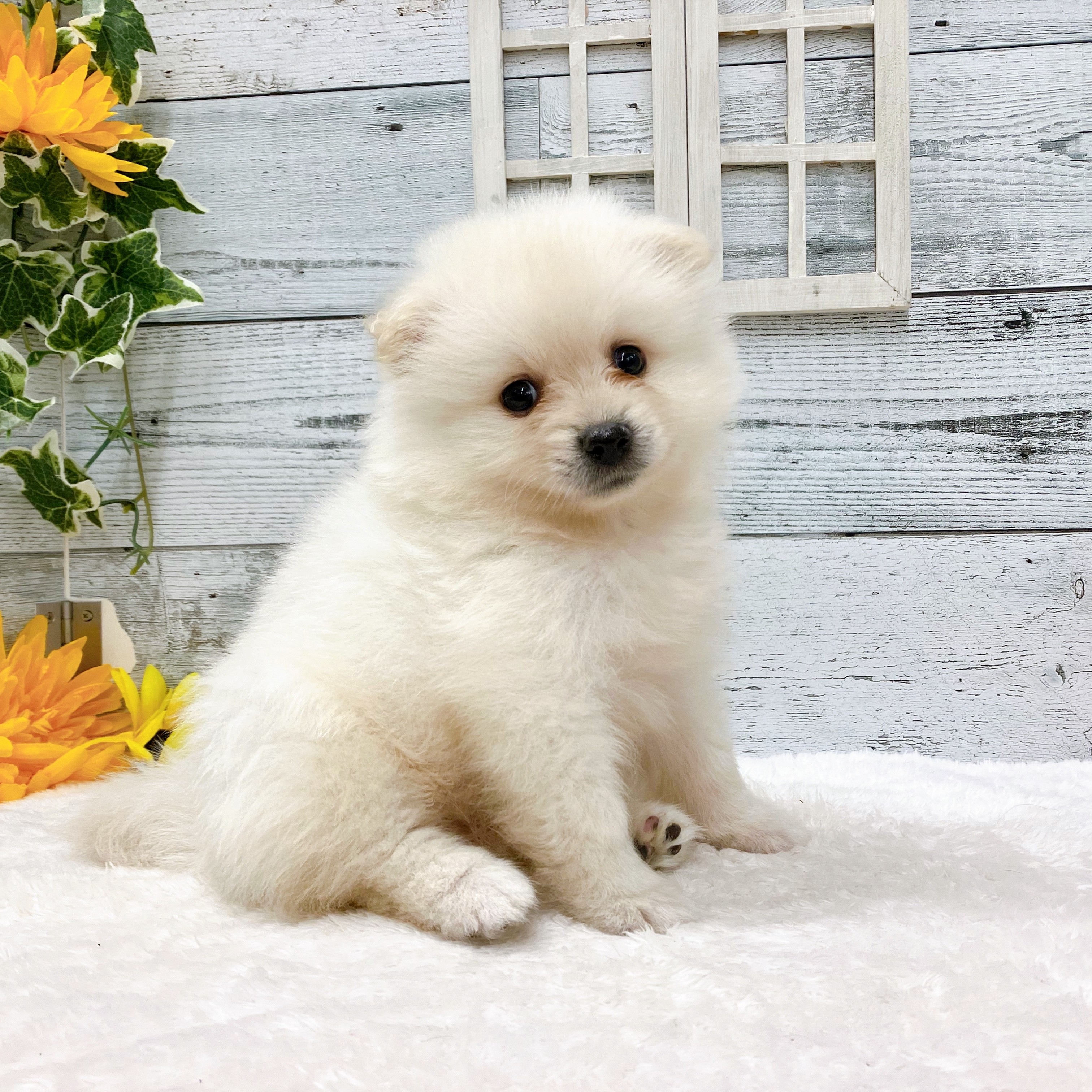 石川県のポメラニアン (犬の家＆猫の里アミーゴ金沢おこばた店/2025年5月20日生まれ/男の子/クリーム)の子犬の1枚目の画像