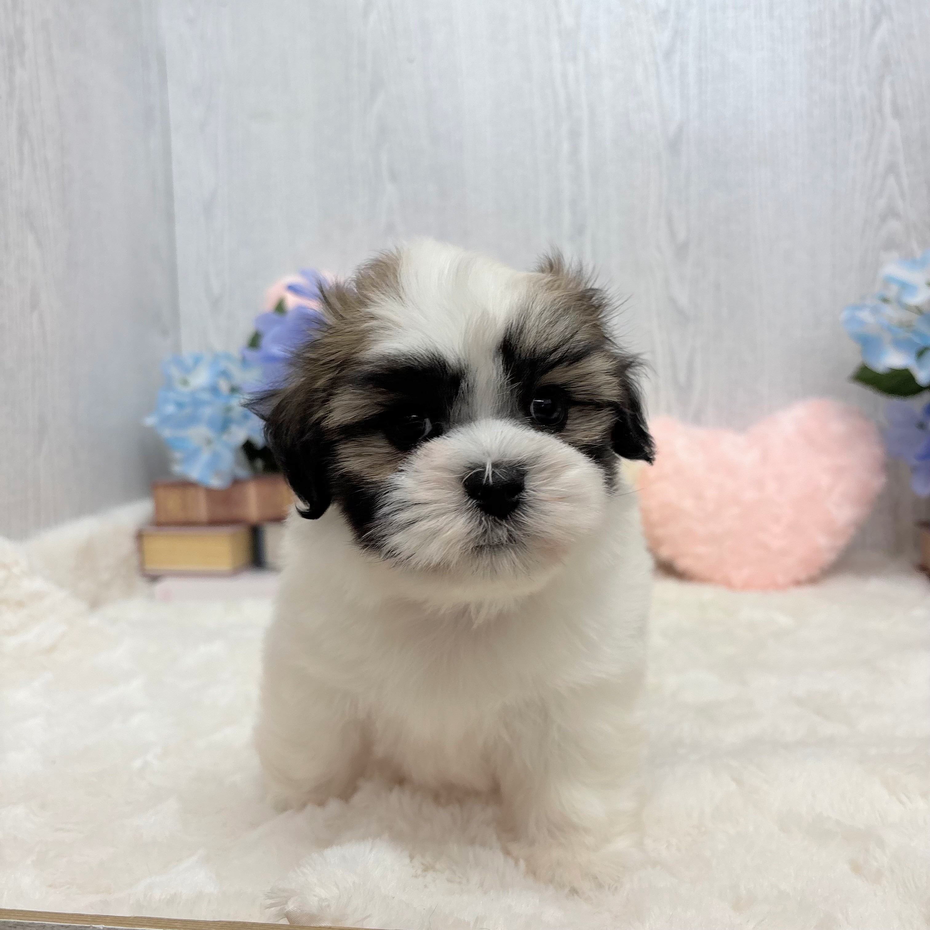 神奈川県のマルズー/マルシーズ(マルチーズ×シーズー) (犬の家＆猫の里相模原店/2025年5月20日生まれ/男の子/ホワイトゴールド)の子犬の3枚目の画像