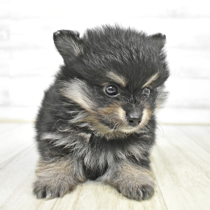 千葉県のポメラニアン (犬の家＆猫の里BIGHOPガーデンモール印西店/2025年5月18日生まれ/男の子/ブラックタン)の子犬の3枚目の画像