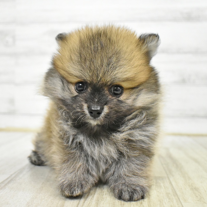 愛知県のポメラニアン (犬の家＆猫の里豊川インター店/2025年5月18日生まれ/男の子/オレンジ)の子犬の2枚目の画像