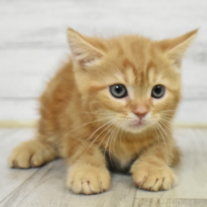 愛知県のマンチカン (犬の家＆猫の里春日井本店/2025年5月17日生まれ/女の子/レッドタビー)の子猫の2枚目の画像