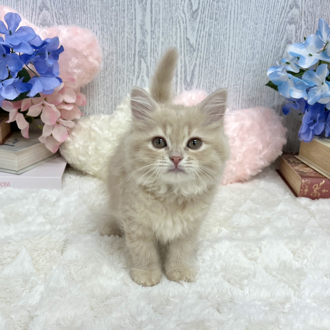 神奈川県のスコティッシュストレート (犬の家＆猫の里相模原店/2025年5月15日生まれ/女の子/クリームタビー)の子猫の2枚目の画像