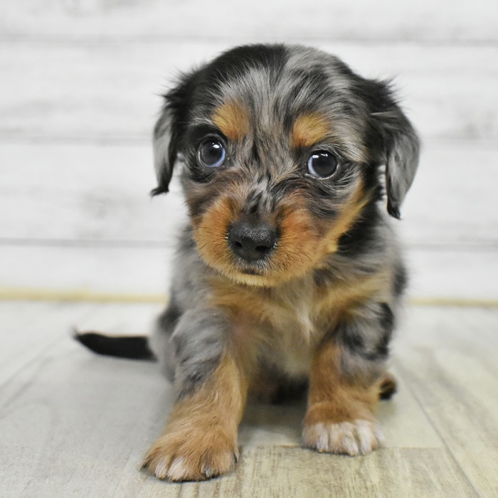 チワックス(チワワ×ダックス)(シルバーダップル)の子犬を価格や